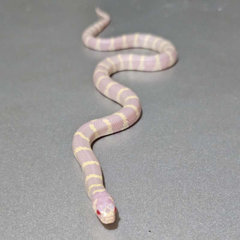 Kingsnake California Albino Banded