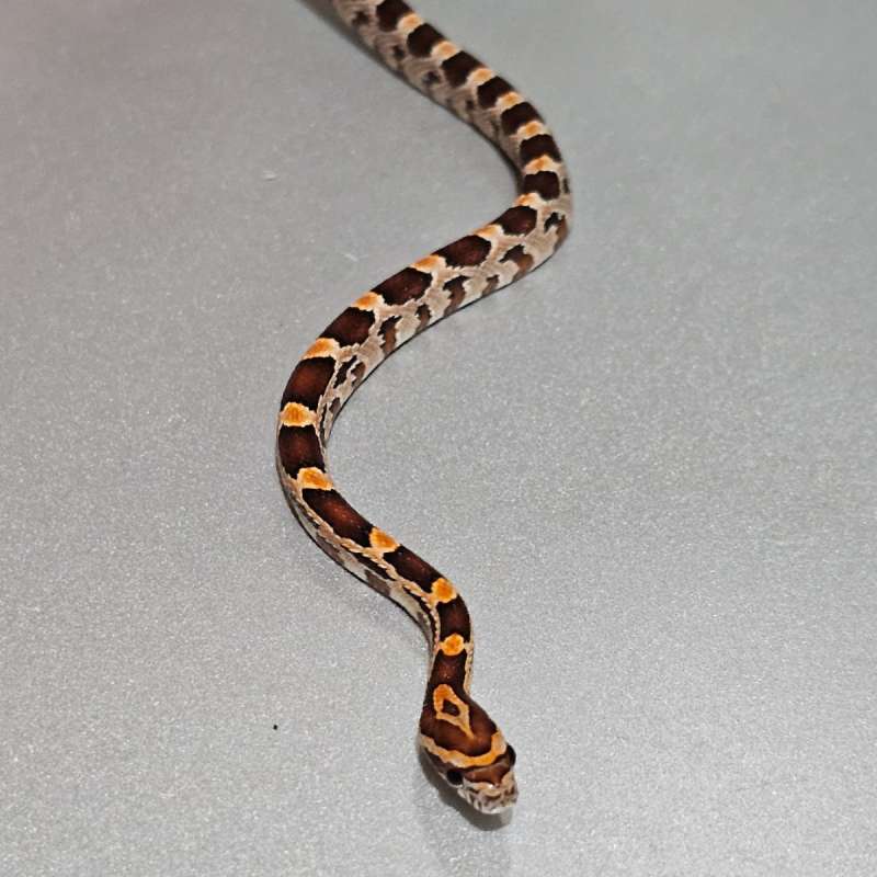 Cornsnake het Anery +