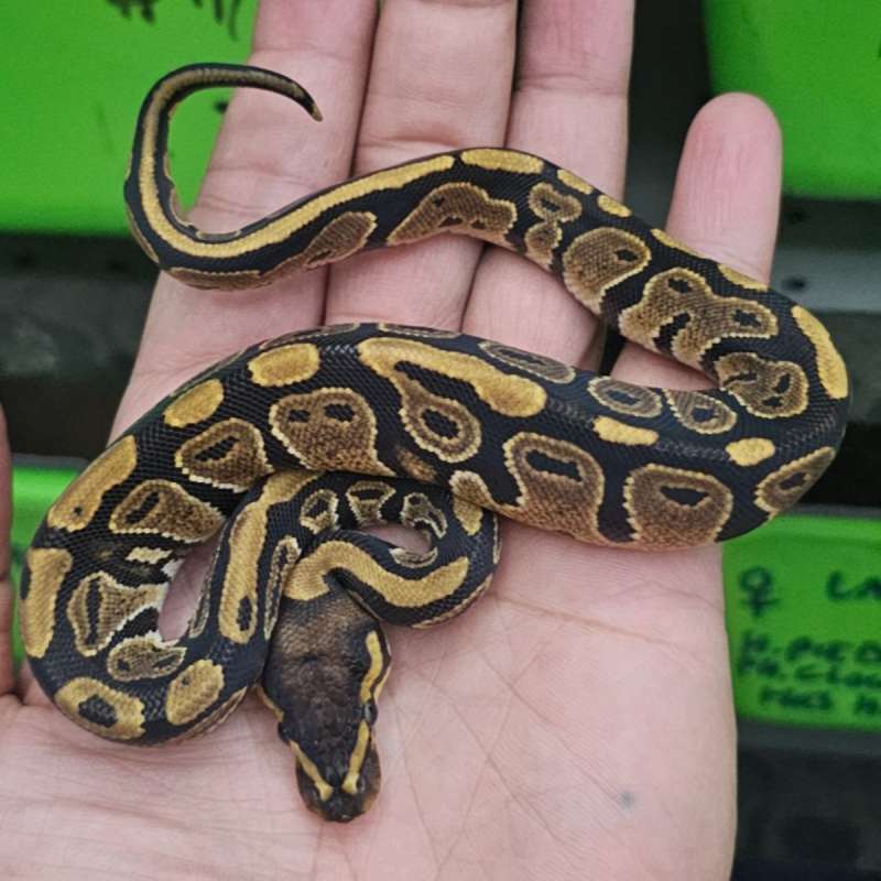 HET ALBINO