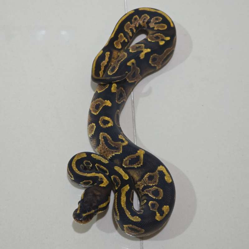 Hurricane Yellow Belly Het Pied