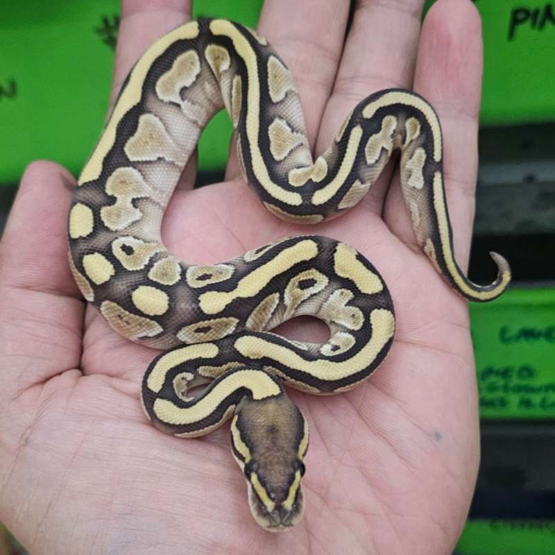 LESSER DOUBLE HET CLOWN HYPO