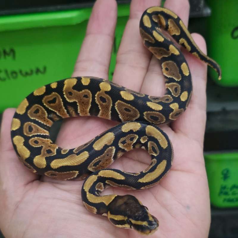 DOUBLE HET CLOWN HYPO