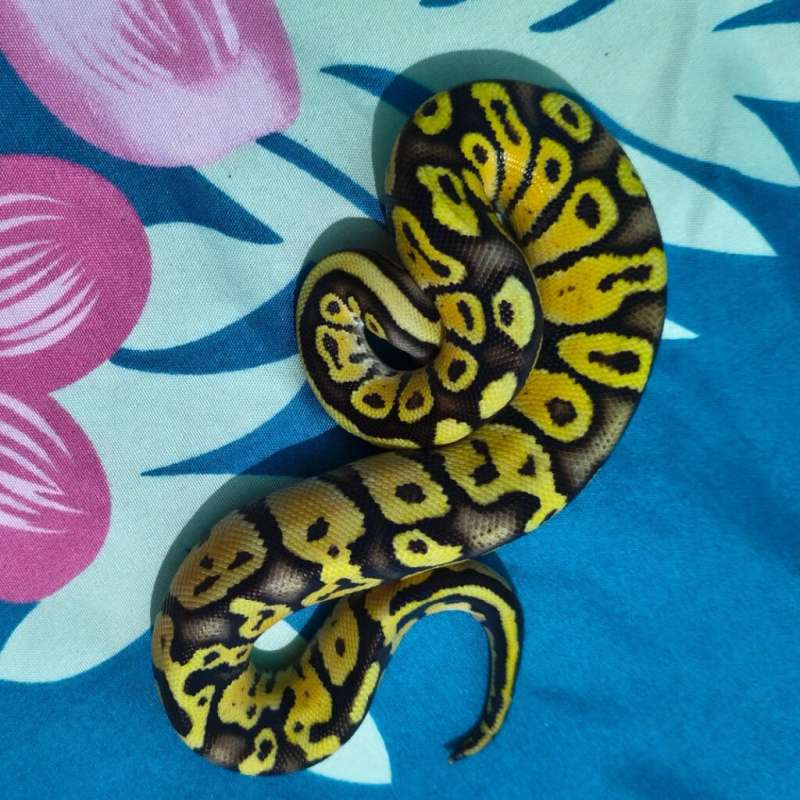 ball python