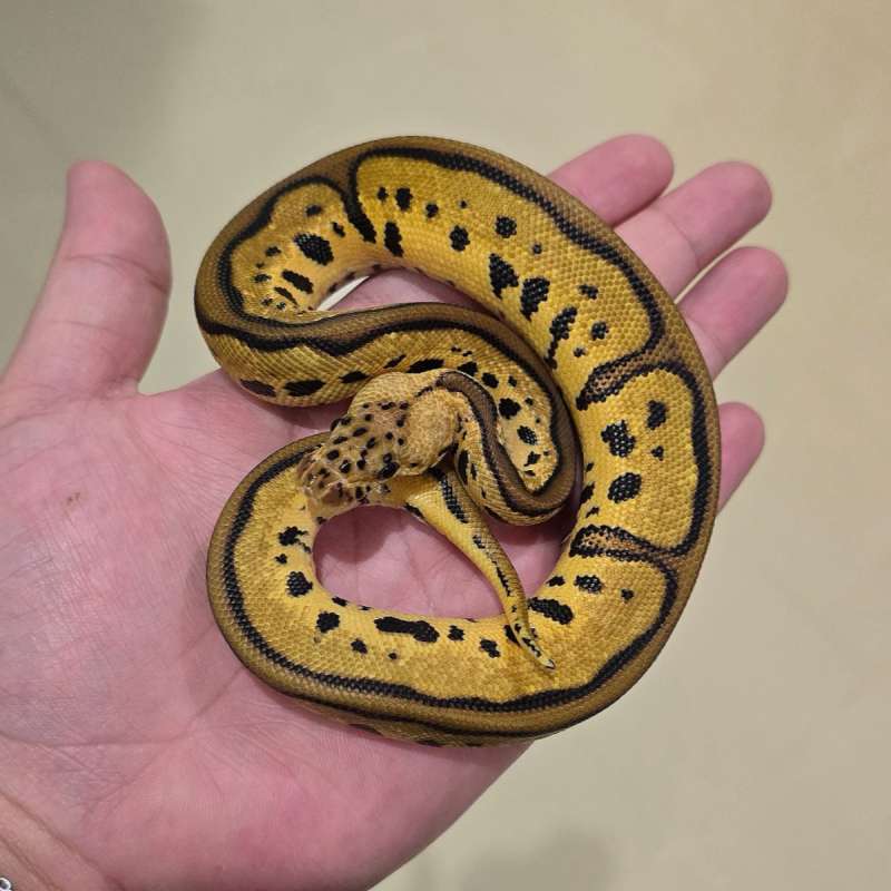 Leopard Pastel Clown