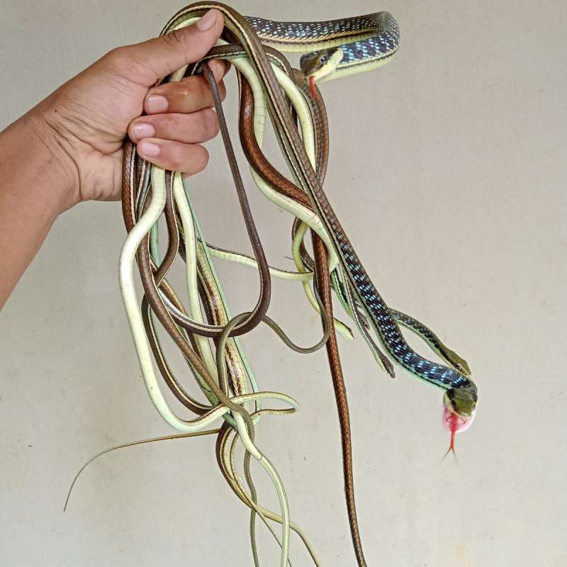 Dendrelaphis Pictus