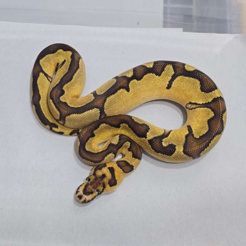 F Enchi Fire Clown het DG