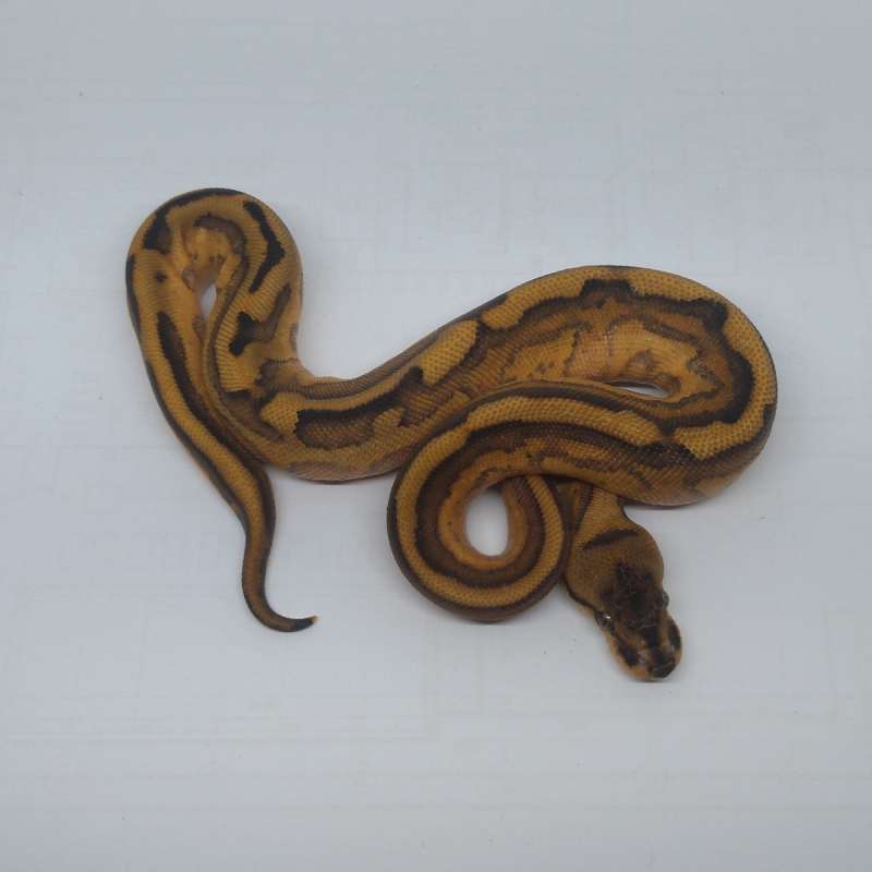 F Leopard Super Stripe