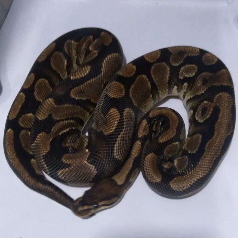 Female yellow belly Adult