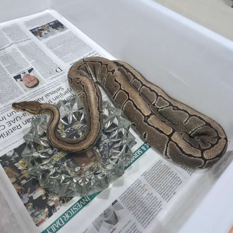 (Proven) Pinstripe Enchi Het DG Female