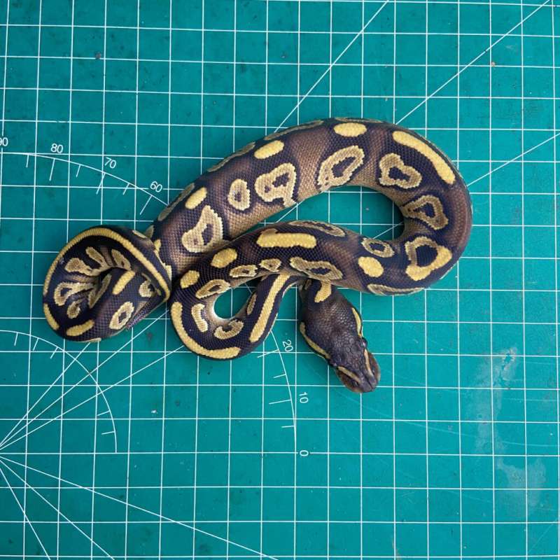 Mojave PH Pied