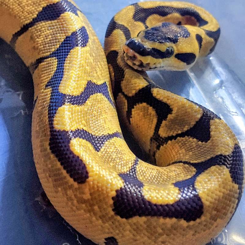 Super enchi female het ghost ph pied