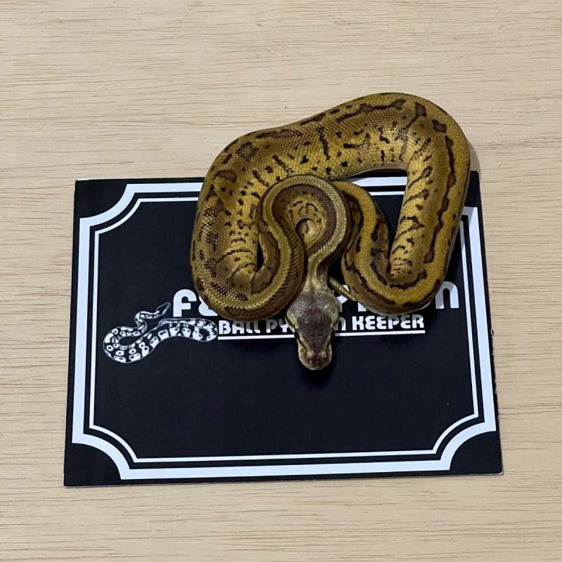 Enchi Lemonblast Ball Python [2025010610]