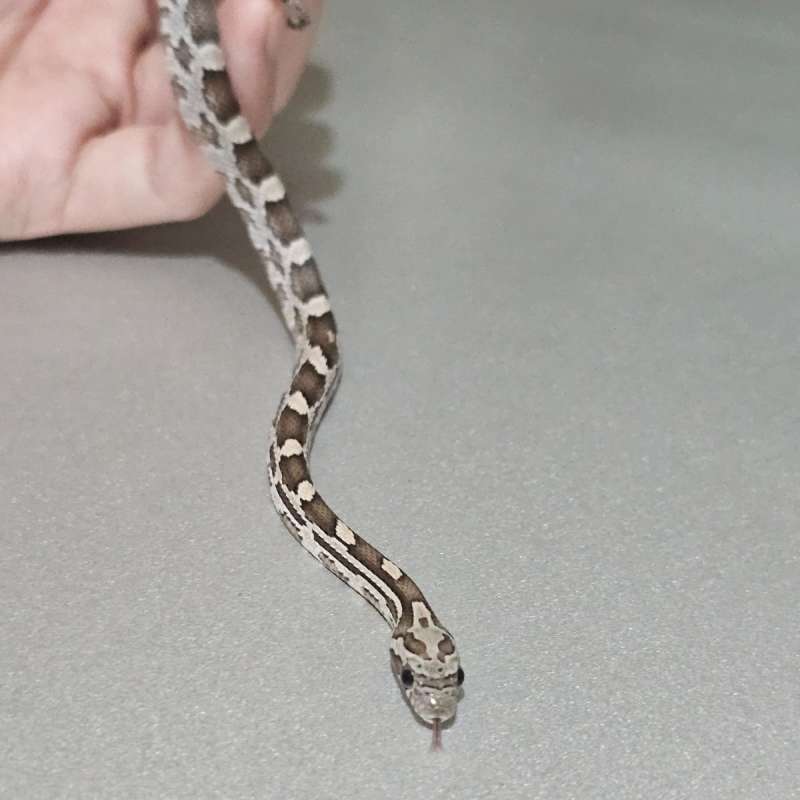 Cornsnake Anery Masque +