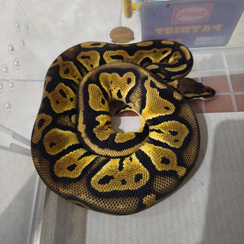 Pastel Black Head het Clown