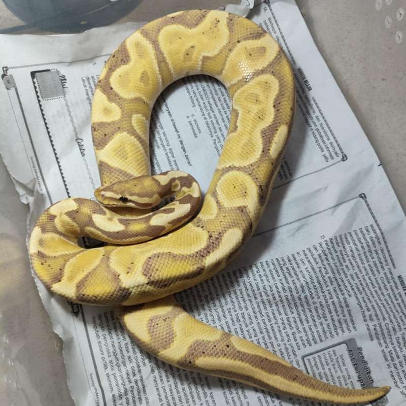 Banana ghi leo enchi yellowbelly