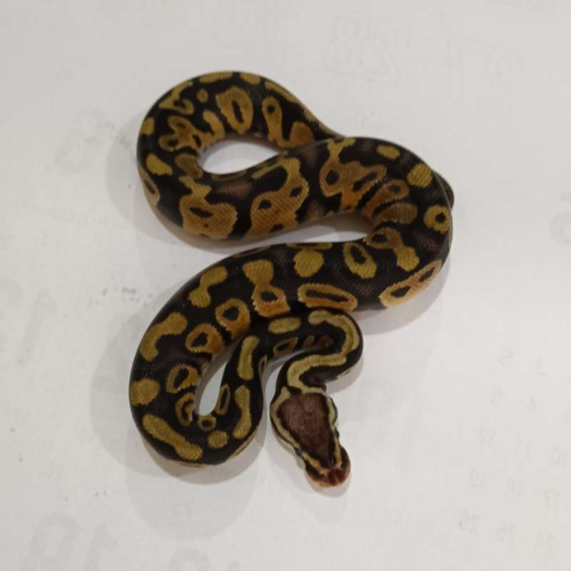 M. Pastel het Clown