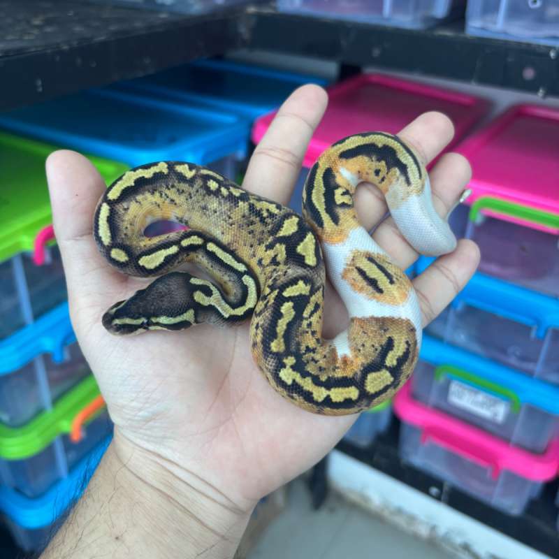 M Pastel OD/YB Pied