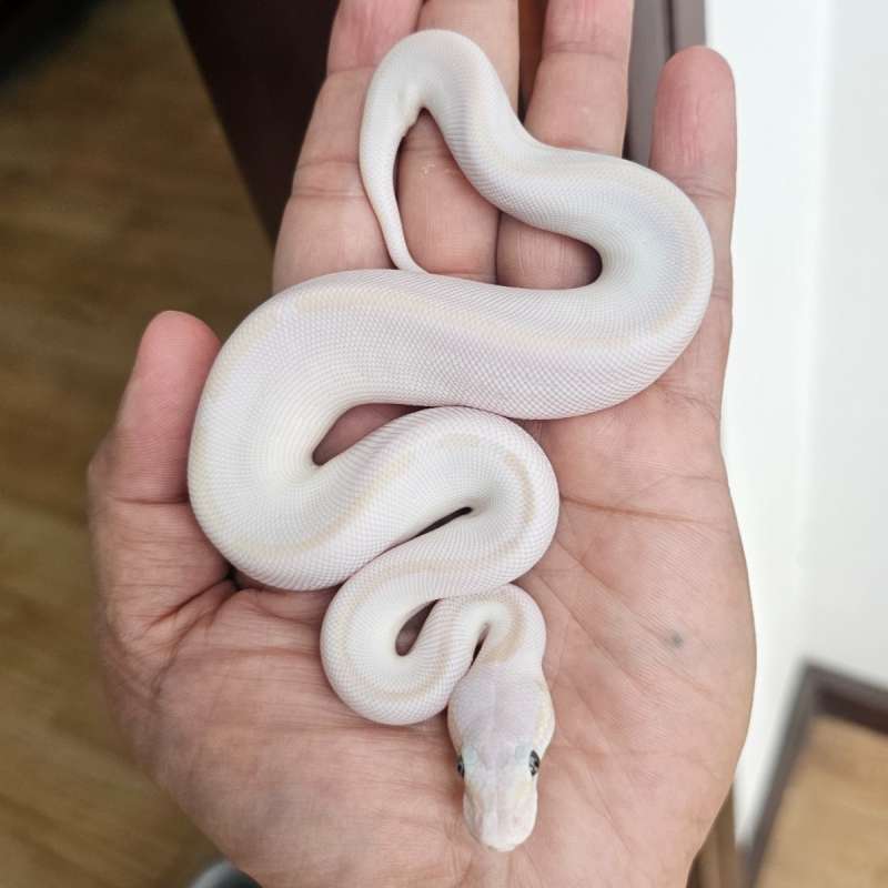 (LEUCISTIC) LESSER MOJAVE/PHANTOM HET CLOWN POSS HET LAVENDER