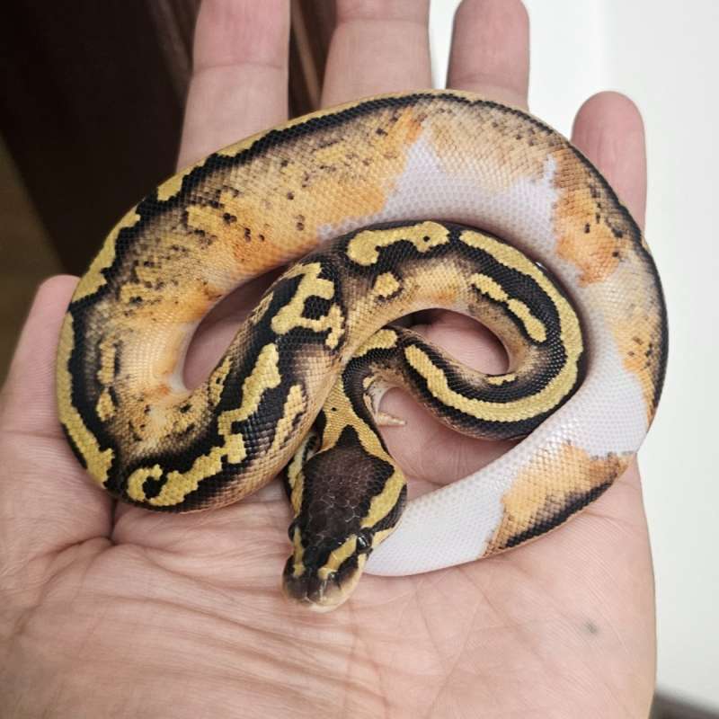 PASTEL PIED HET LAVENDER POSS HET CLOWN