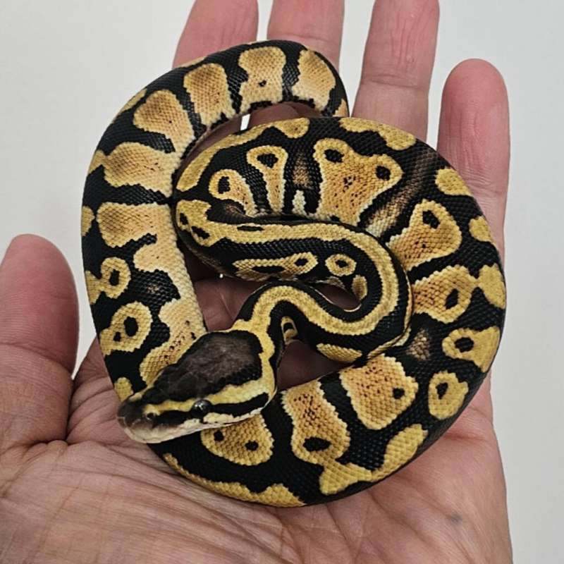 PASTEL DOUBLE HET PIED LAVENDER POSS HET CLOWN