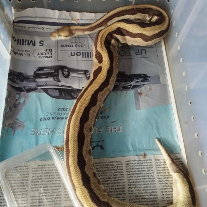 LEO BUTTER BLACK PASTEL FEMALE