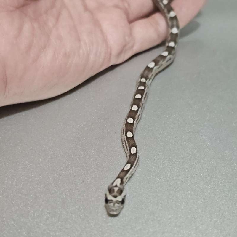 [Minus] Cs Anery Motley +