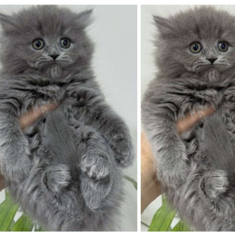 Kucing kitten British Longhair Betina super gembul