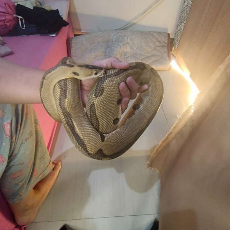 Enchi leopard clown proven