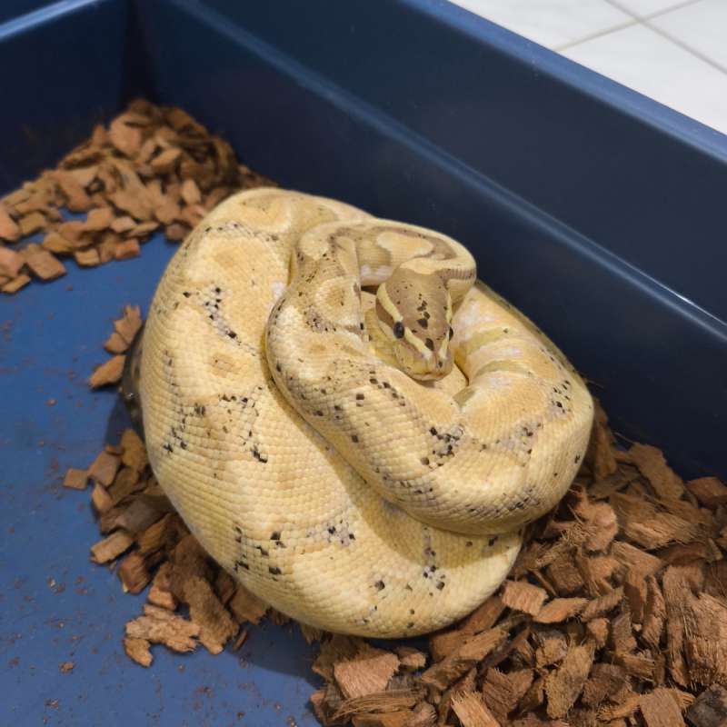 Banana het Pied male adult