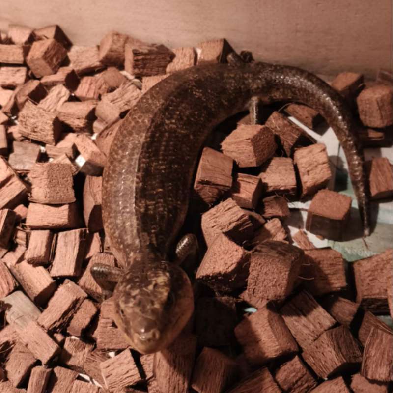 Panana Blue Tongue Skink Tanimbar Minusan FreeOngkir