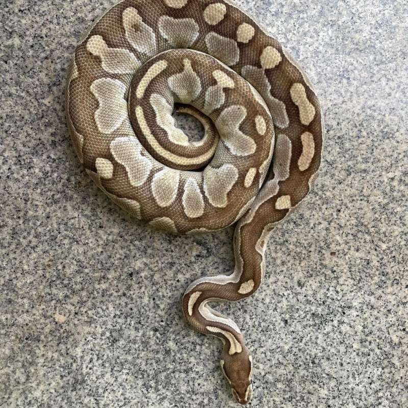 F Lesser dh DesertGhost Axanthic (VPI)