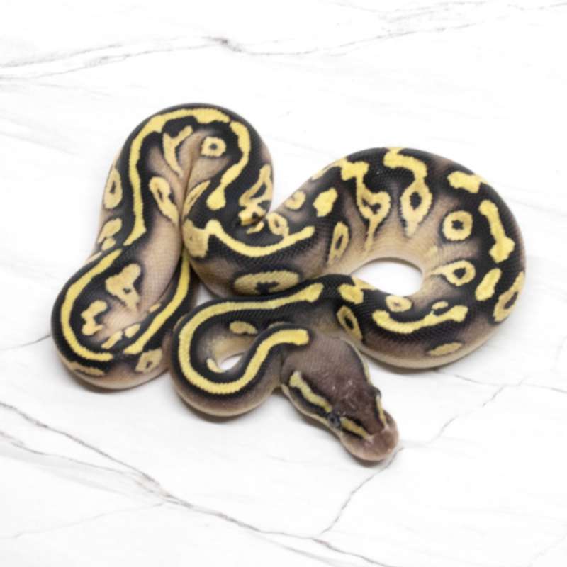 Mojave Pastel 66% DH Lavender Pied