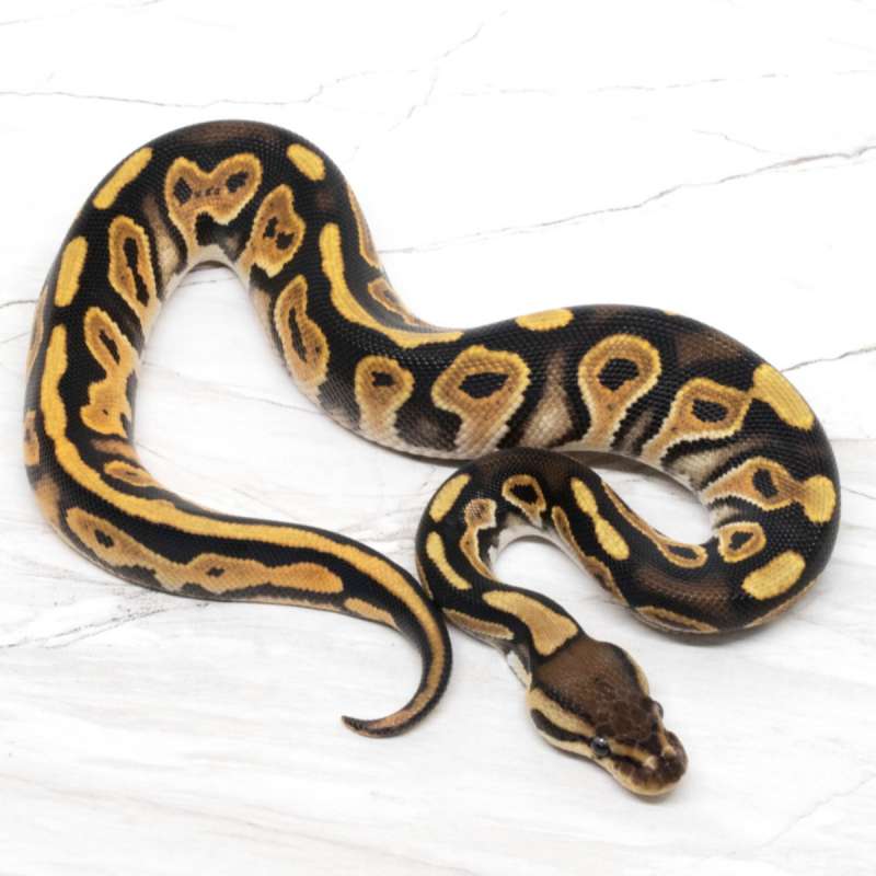 Black Pastel Orange Dream 66% DH Pied Clown PH DG