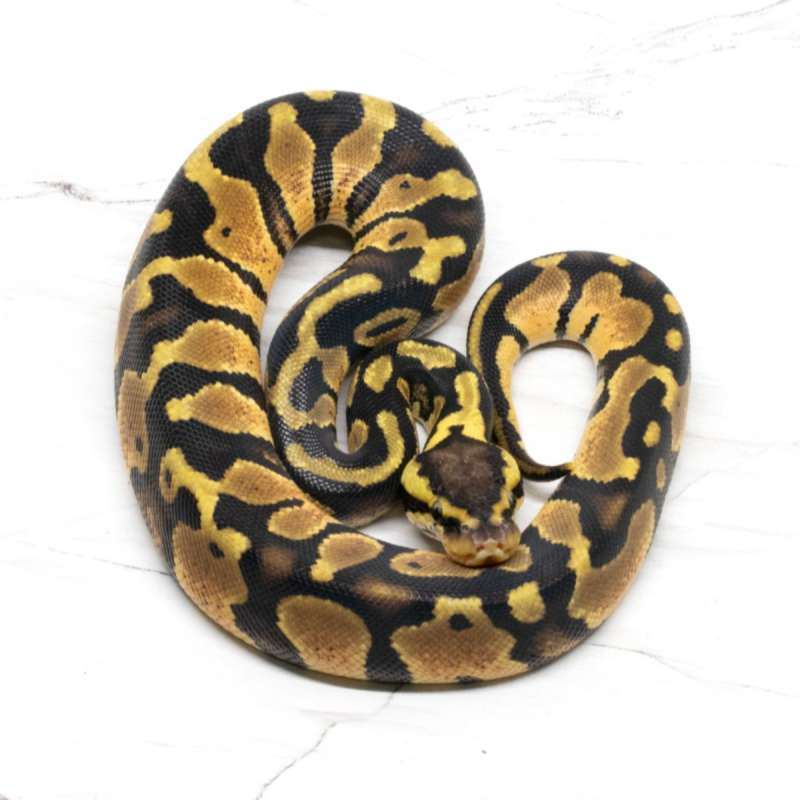 Pastel Het Clown