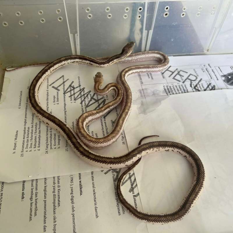 Licorice/ White Sided Rat Snake Pair