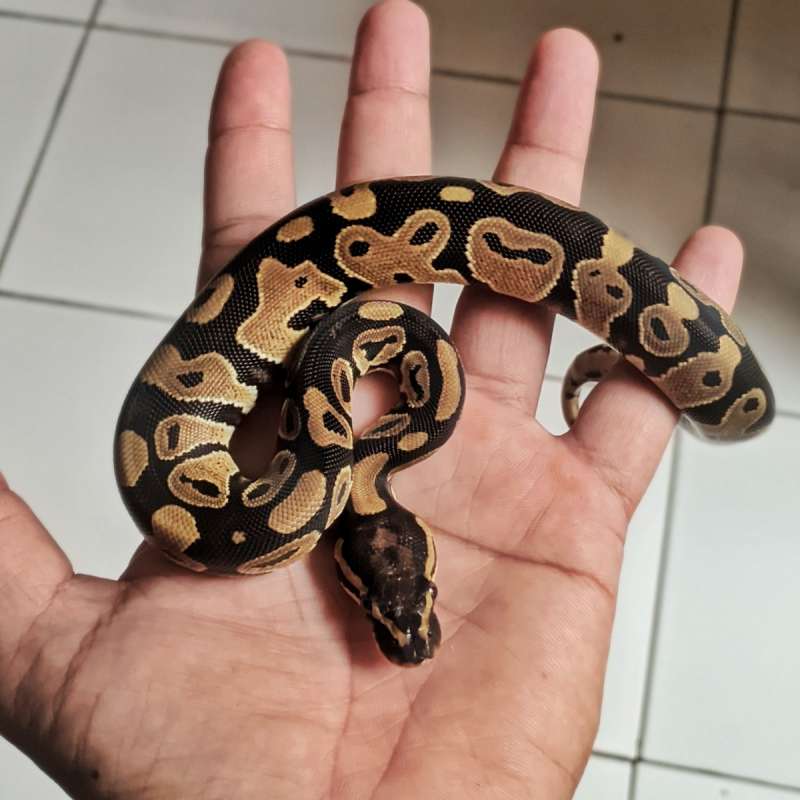 Normal PH clown (p10)