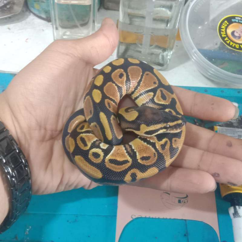 Ball python Normal het pied 100% female