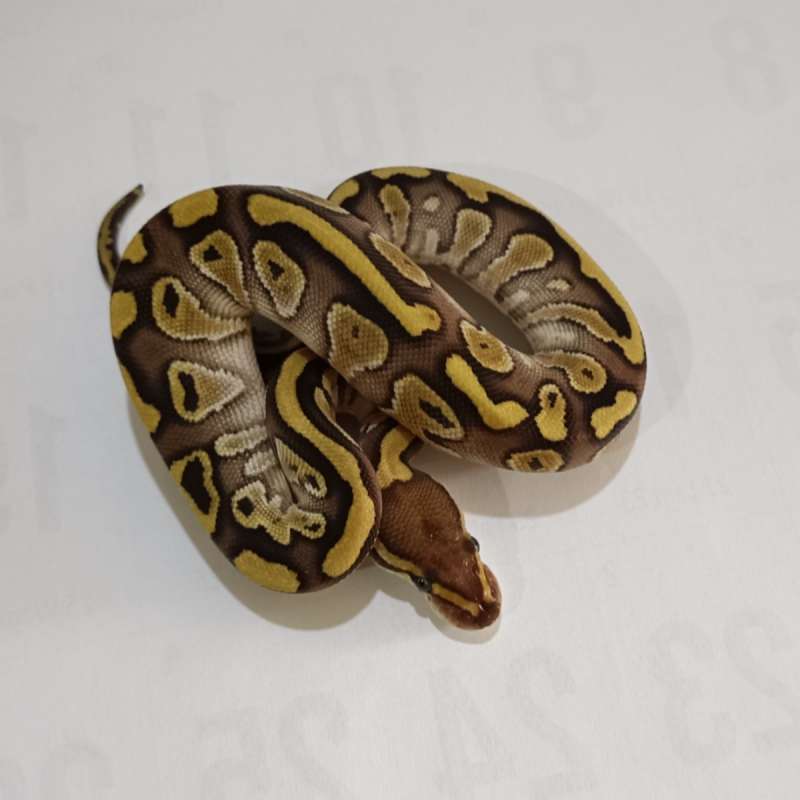 F. Lesser het Clown ♀️