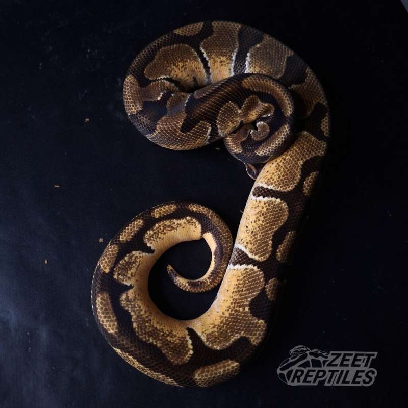 [3 Gen] M - Enchi OD YB Het Pied Het Albino