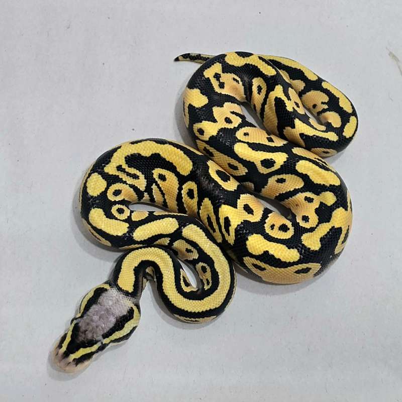 F Pastel DG het clown