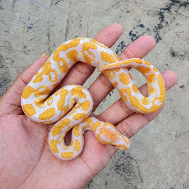 LAVENDER HET CLOWN PH PIED