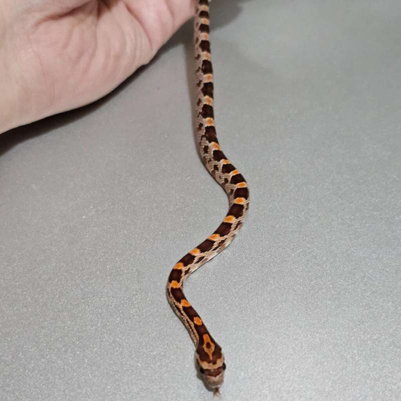 Cornsnake Redfactor het Anery +