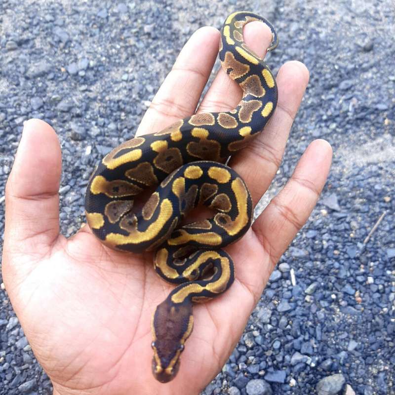 Ball Python Yellow Belly