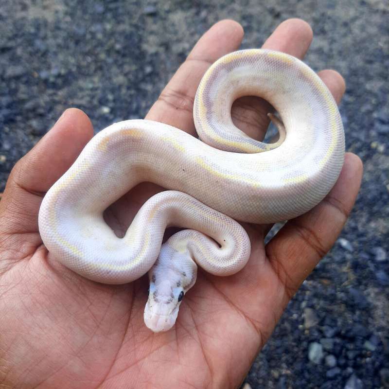 Ball Python IVORY POSS PASTEL