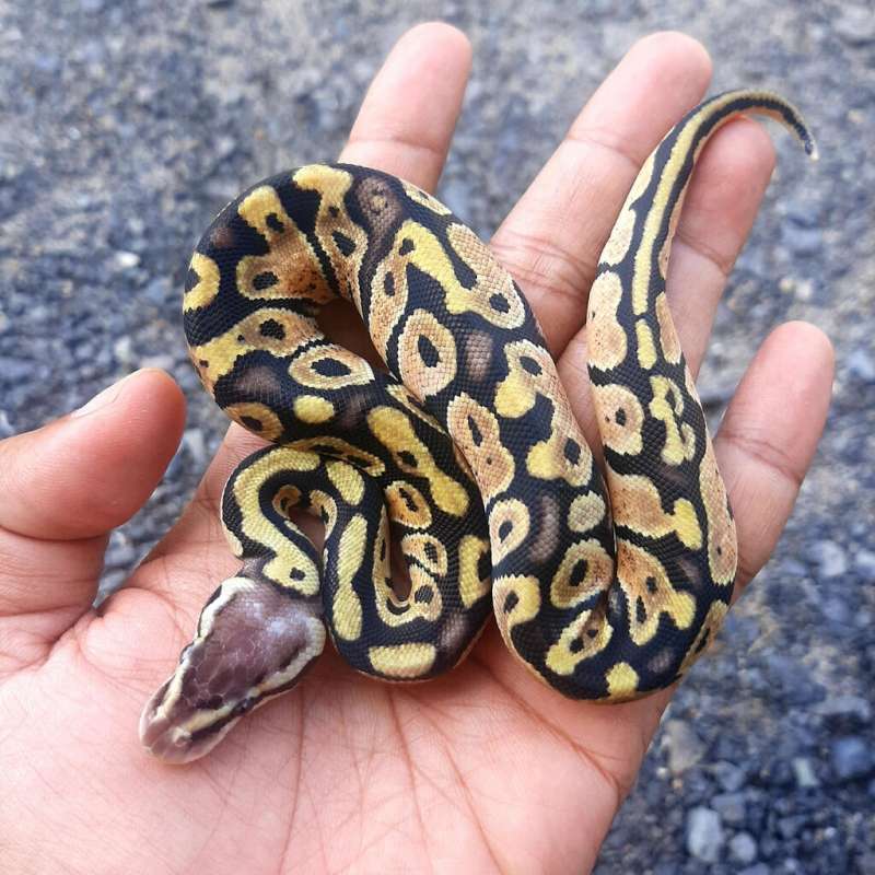 Ball Python Pastel Male Kode B