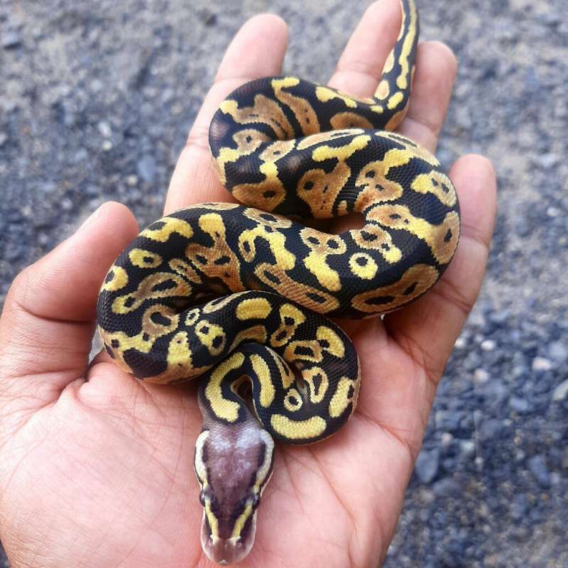 Ball Python Pastel Female KODE B