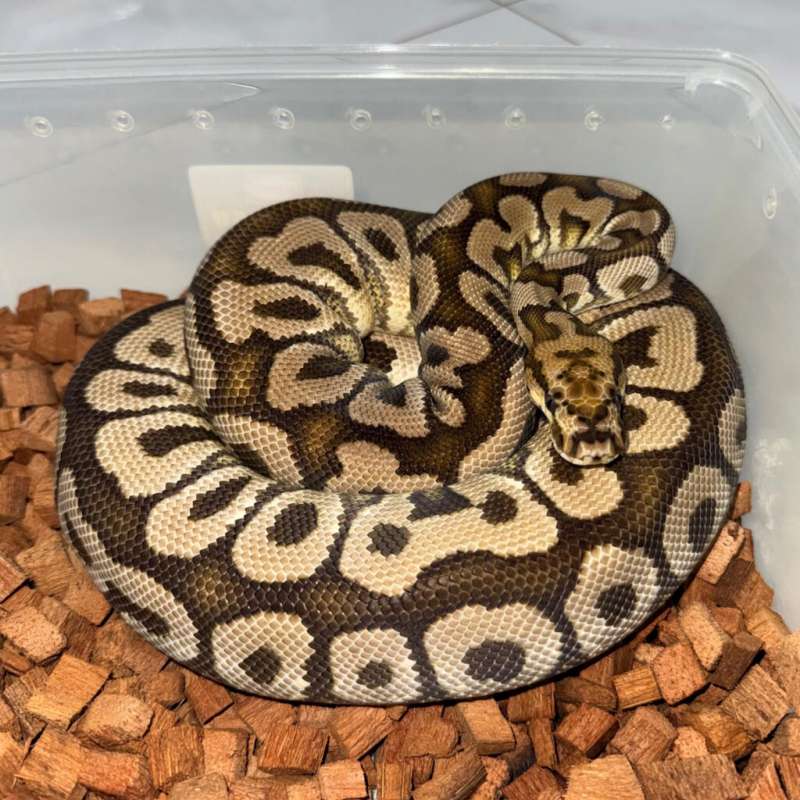 Spotnose Clown poss YB