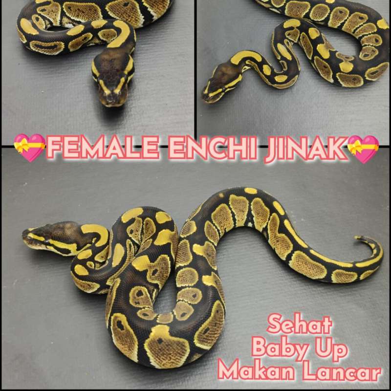 F.Enchi