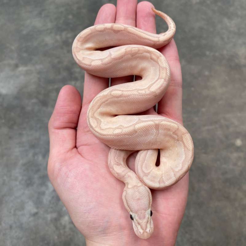 banana bamboo poss gravel ph hypo clown