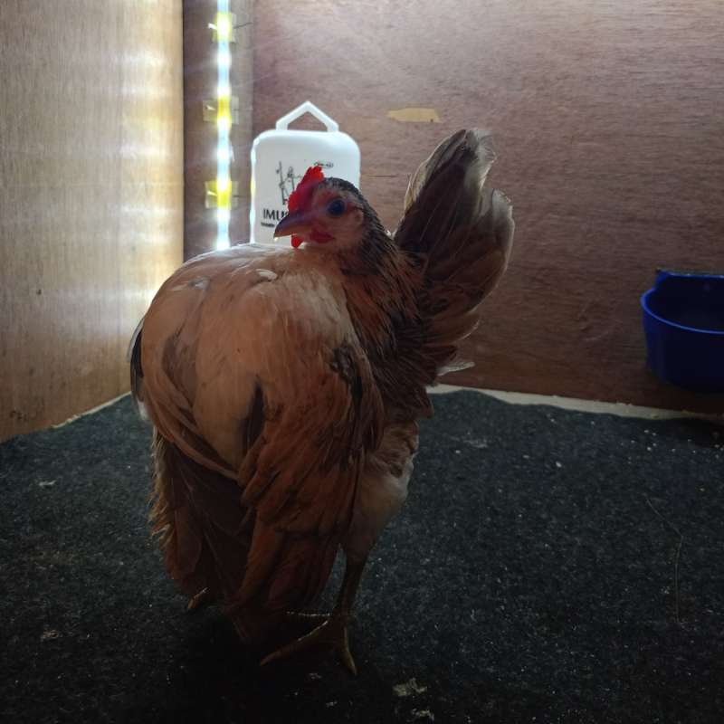 AYAM SERAMA BETINA DEWASA (LILY)